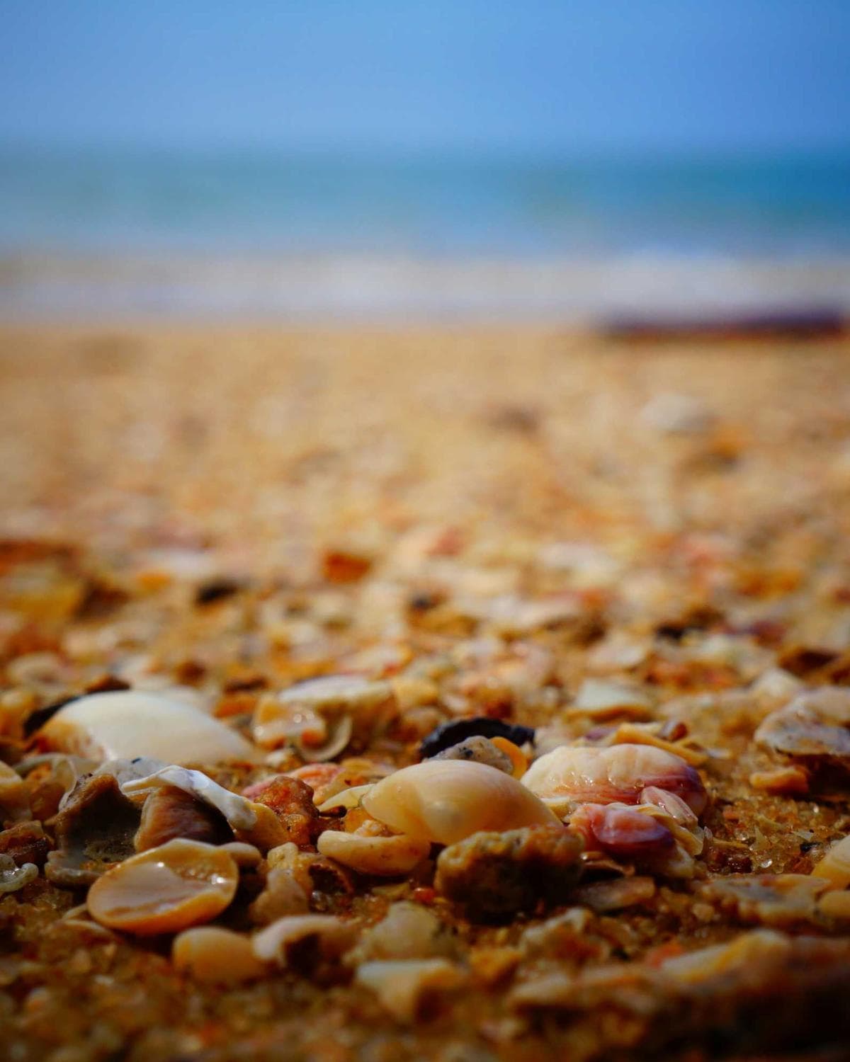 Seashells scattered along the shoreline